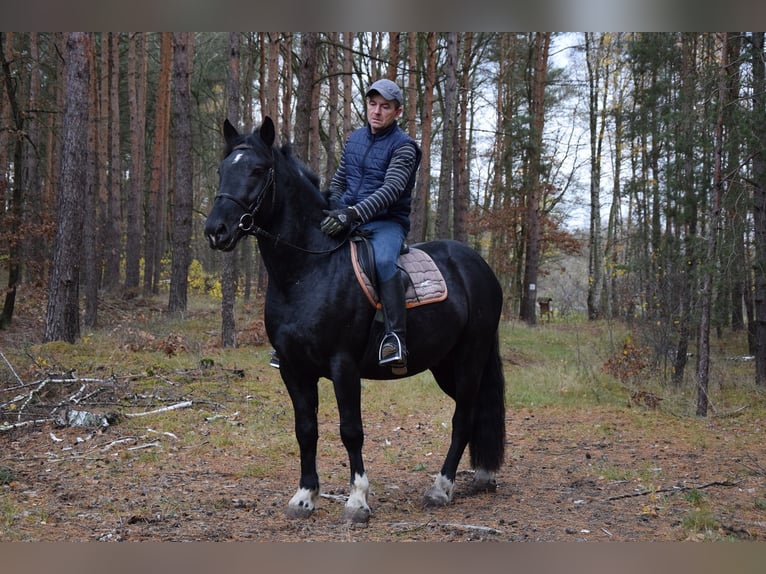 Sangre fría polaco Mestizo Caballo castrado 4 años 157 cm Pío in Che&#x142;mno