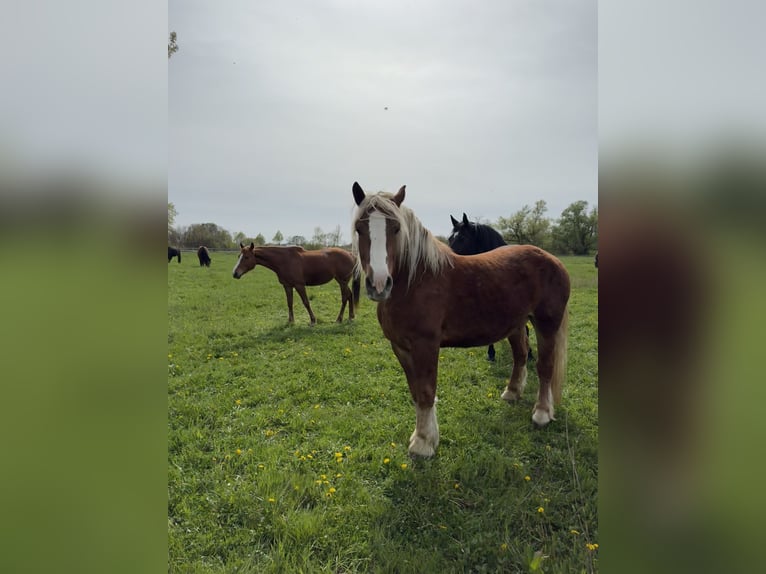 Sangre fría polaco Caballo castrado 4 años 160 cm Alazán in Zwenkau