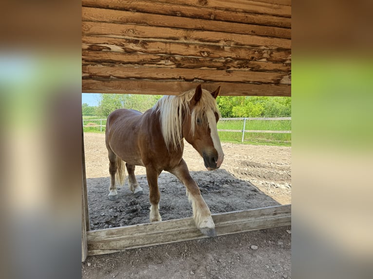 Sangre fría polaco Caballo castrado 4 años 160 cm Alazán in Zwenkau