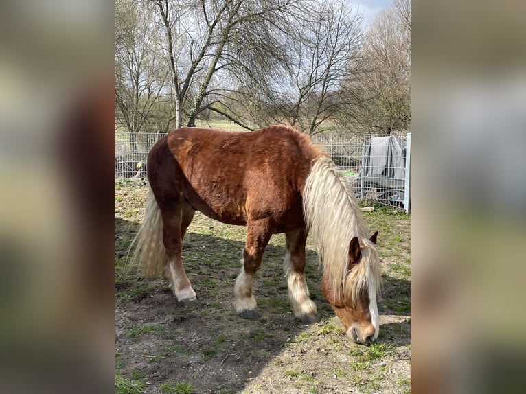 Sangre fría polaco Caballo castrado 4 años 160 cm Alazán in Zwenkau