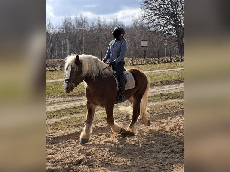 Sangre fría polaco Caballo castrado 4 años 160 cm Alazán in Zwenkau