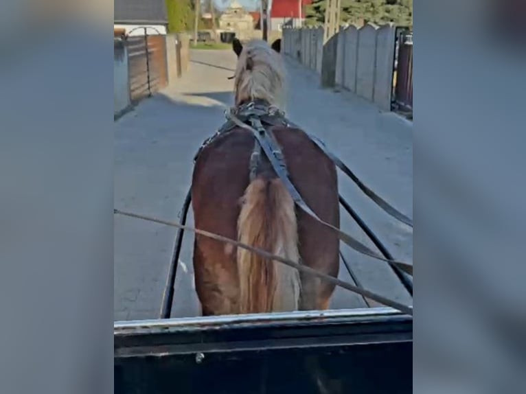 Sangre fría polaco Caballo castrado 4 años 160 cm Alazán-tostado in Forst