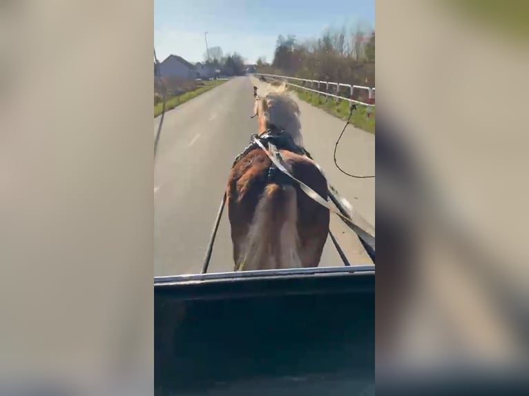 Sangre fría polaco Caballo castrado 4 años 160 cm Alazán-tostado in Forst