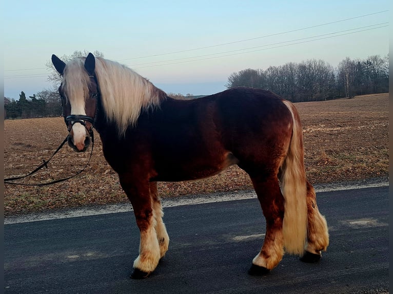 Sangre fría polaco Caballo castrado 4 años 160 cm Alazán-tostado in Forst