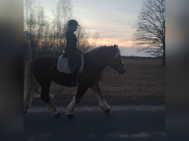 Sangre fría polaco Caballo castrado 4 años 160 cm Alazán-tostado in Forst