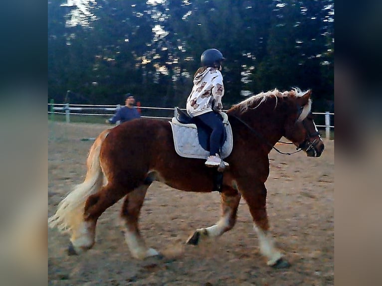 Sangre fría polaco Caballo castrado 4 años 160 cm Alazán-tostado in Forst