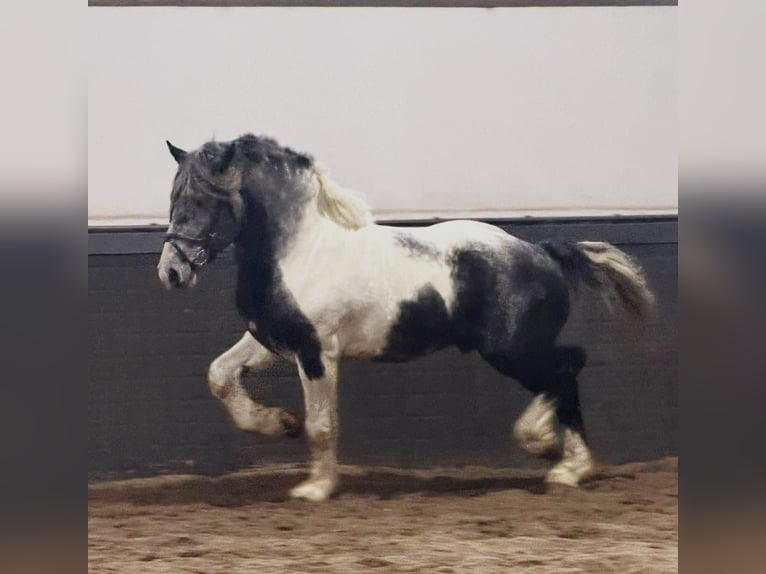 Sangre fría polaco Caballo castrado 4 años 160 cm Pío in Someren