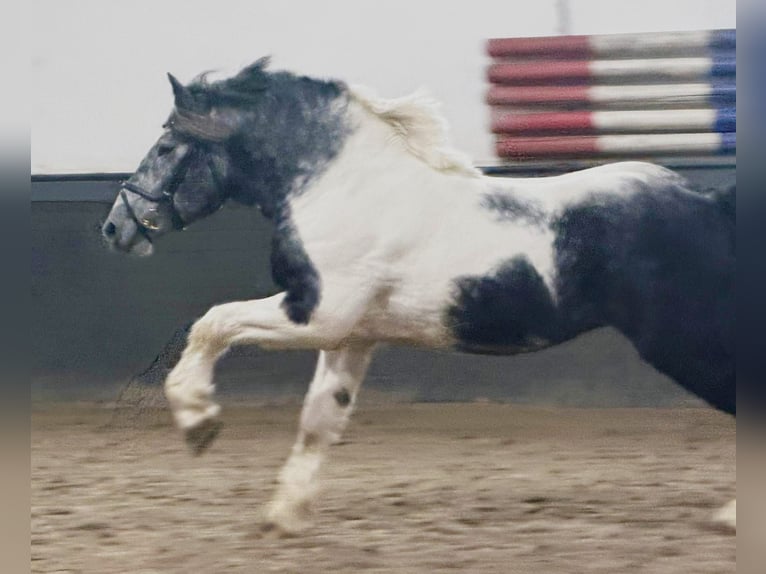 Sangre fría polaco Caballo castrado 4 años 160 cm Pío in Someren
