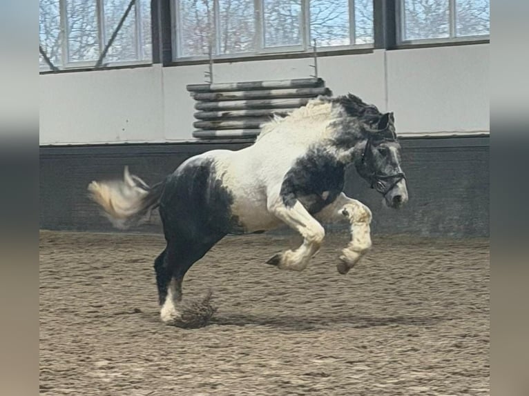 Sangre fría polaco Caballo castrado 4 años 160 cm Pío in Someren