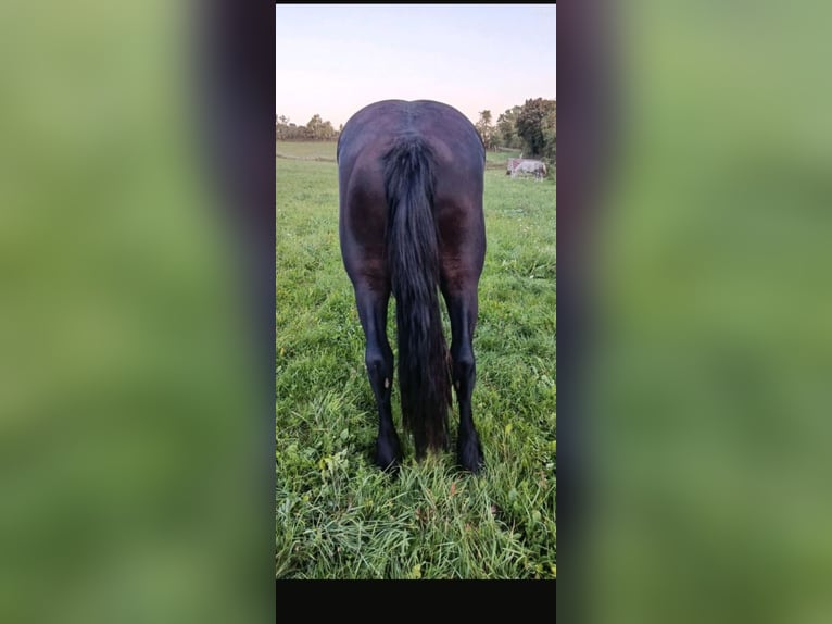 Sangre fría polaco Mestizo Caballo castrado 4 años 162 cm Negro in Würzburg