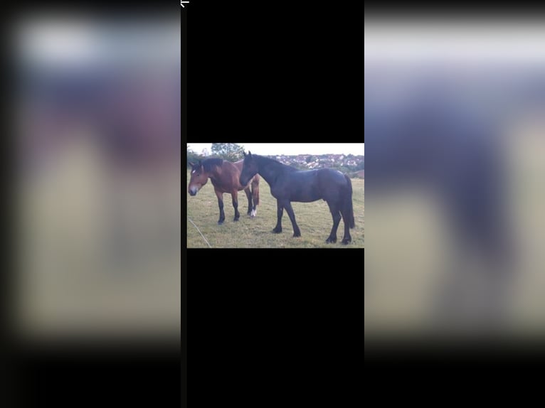 Sangre fría polaco Mestizo Caballo castrado 4 años 162 cm Negro in Würzburg