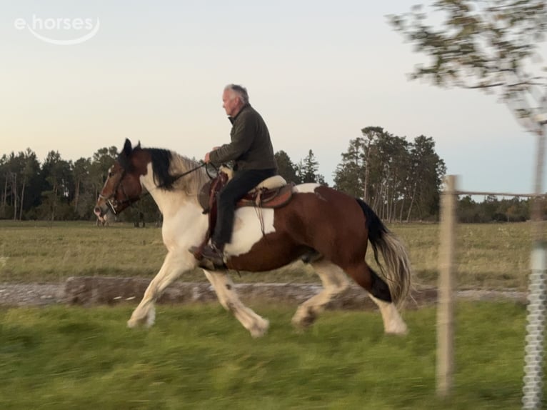 Sangre fría polaco Caballo castrado 4 años 165 cm Pío in Fuchstal
