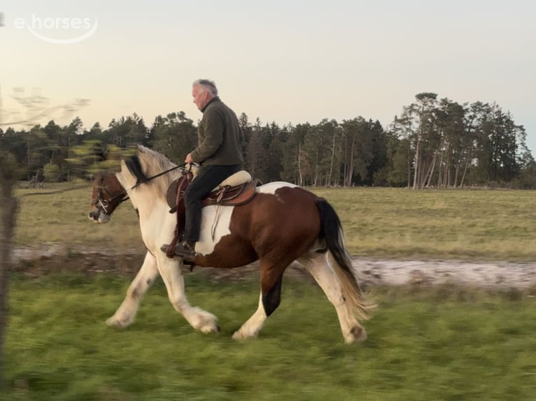Sangre fría polaco Caballo castrado 4 años 165 cm Pío in Fuchstal