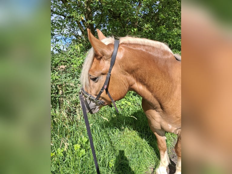 Sangre fría polaco Mestizo Caballo castrado 5 años 155 cm Alazán in Brakel