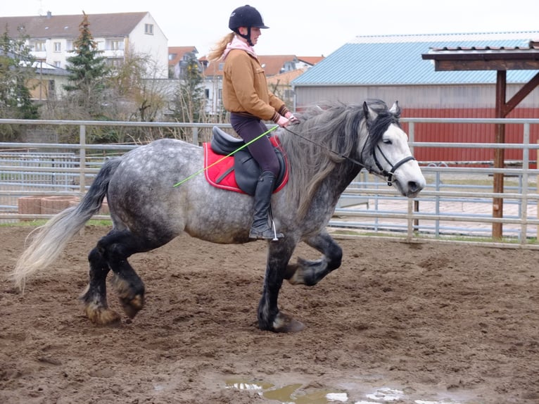 Sangre fría polaco Mestizo Caballo castrado 5 años 155 cm Tordo rodado in Buttstädt