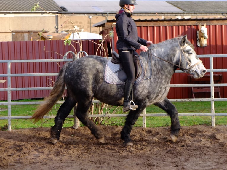 Sangre fría polaco Mestizo Caballo castrado 5 años 155 cm Tordo rodado in Buttstädt