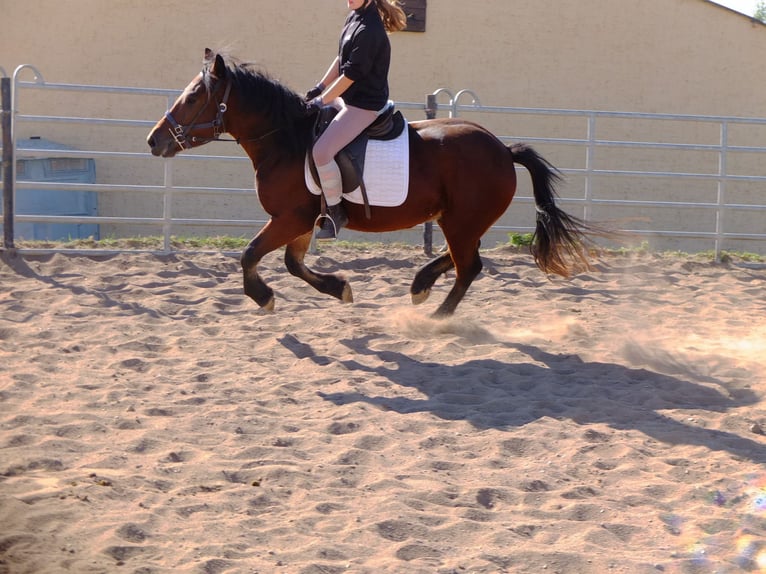 Sangre fría polaco Caballo castrado 5 años 158 cm Alazán-tostado in Buttstädt