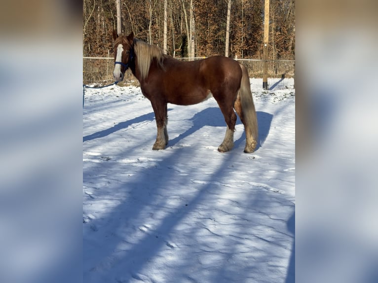 Sangre fría polaco Mestizo Caballo castrado 5 años 165 cm Alazán in Fuchstal