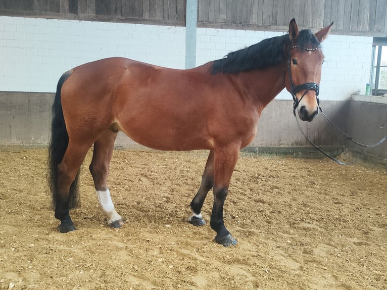 Sangre fría polaco Caballo castrado 5 años 170 cm Castaño in Iserlohn