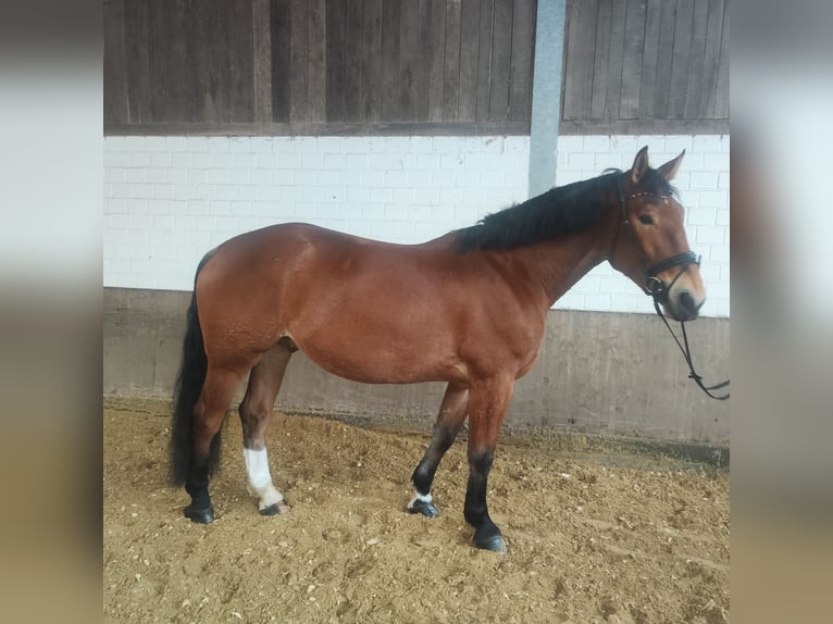 Sangre fría polaco Caballo castrado 5 años 170 cm Castaño in Iserlohn