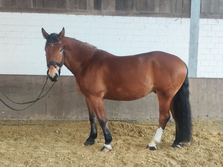 Sangre fría polaco Caballo castrado 5 años 170 cm Castaño in Iserlohn