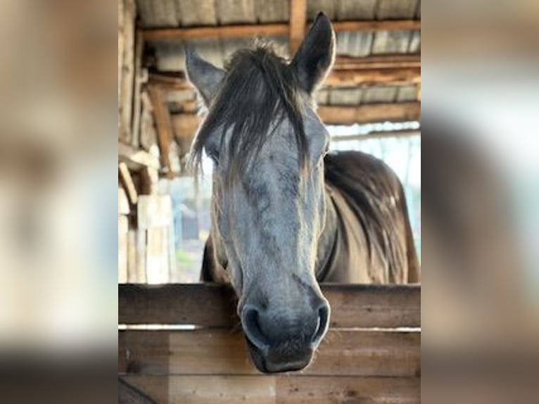 Sangre fría polaco Caballo castrado 5 años 170 cm Tordo rodado in Strande