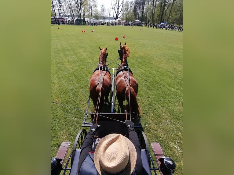 Sangre fría polaco Caballo castrado 5 años 175 cm in Vilnius