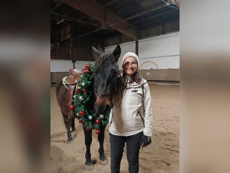 Sangre fría polaco Caballo castrado 6 años 148 cm Castaño oscuro in Sch&#xF6;nbrunn