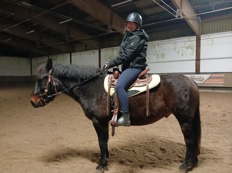 Sangre fría polaco Caballo castrado 6 años 148 cm Castaño oscuro in Sch&#xF6;nbrunn