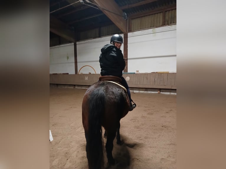 Sangre fría polaco Caballo castrado 6 años 148 cm Castaño oscuro in Sch&#xF6;nbrunn