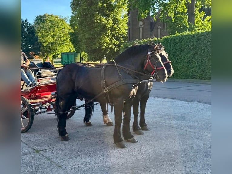 Sangre fría polaco Caballo castrado 6 años 160 cm Negro in Gräben