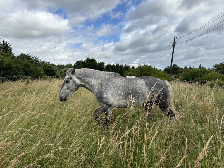 Sangre fría polaco Mestizo Caballo castrado 6 años 160 cm Tordo rodado in Groß Rosenburg