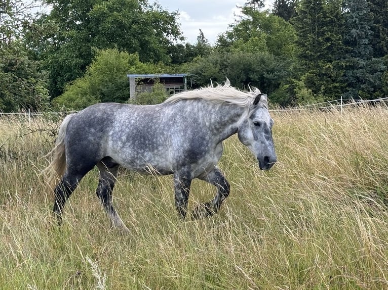 Sangre fría polaco Mestizo Caballo castrado 6 años 160 cm Tordo rodado in Groß Rosenburg