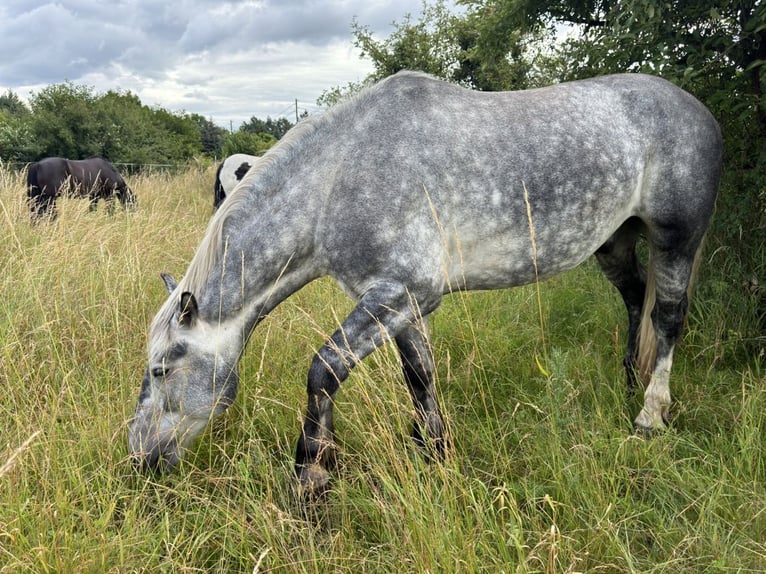 Sangre fría polaco Mestizo Caballo castrado 6 años 160 cm Tordo rodado in Groß Rosenburg