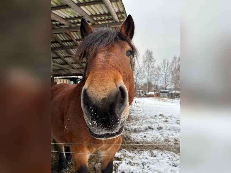 Sangre fría polaco Caballo castrado 7 años 153 cm Castaño in Joachimsthal