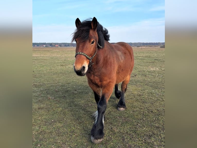 Sangre fría polaco Caballo castrado 7 años 153 cm Castaño in Joachimsthal
