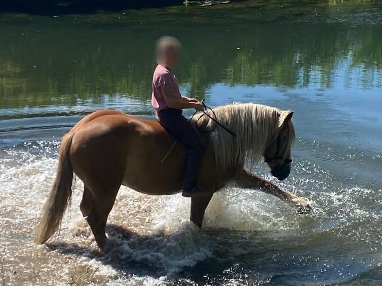 Sangre fría polaco Caballo castrado 7 años 155 cm Alazán in Brakel