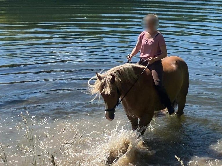 Sangre fría polaco Caballo castrado 7 años 155 cm Alazán in Brakel
