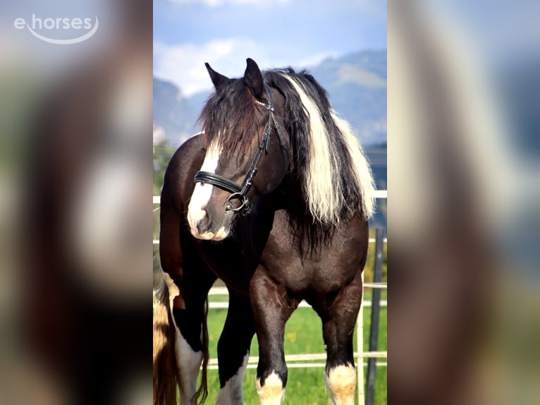 Sangre fría polaco Caballo castrado 7 años 155 cm Pío in Kirchbichl
