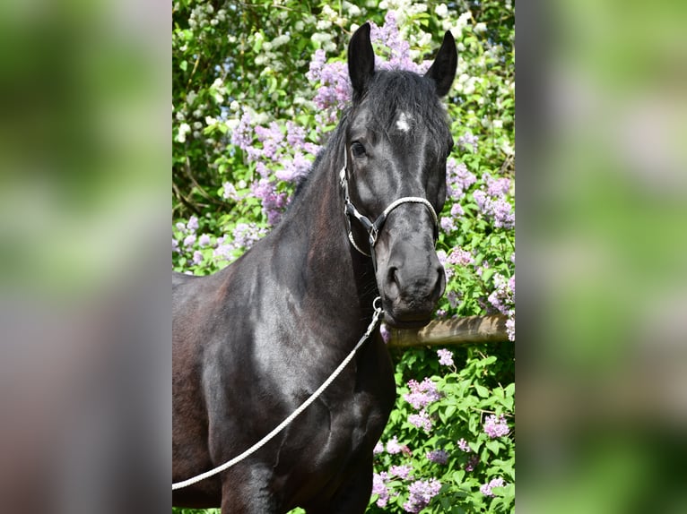 Sangre fría polaco Caballo castrado 7 años 160 cm Negro in Seeheim-Jugenheim