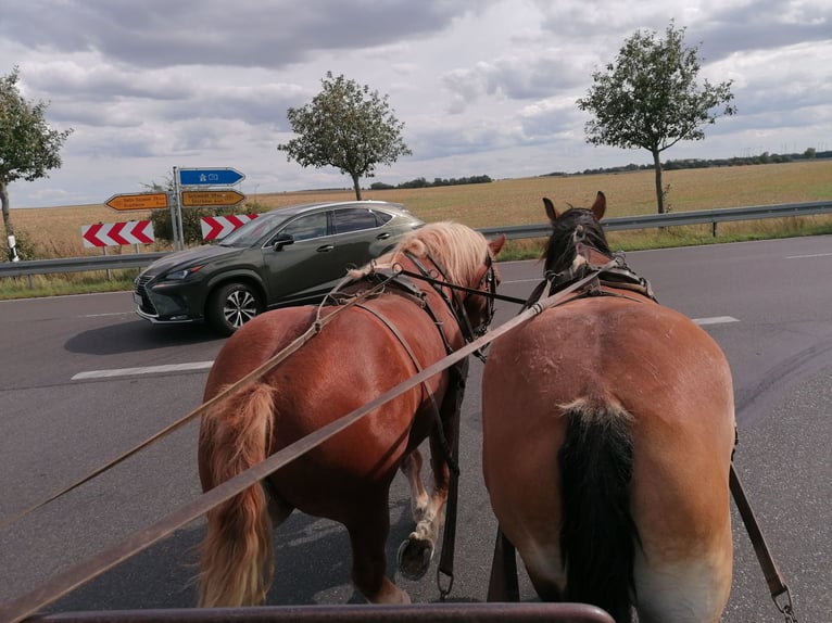 Sangre fría polaco Caballo castrado 7 años 161 cm in Gramzow