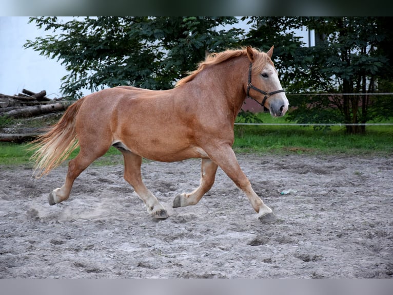 Sangre fría polaco Caballo castrado 7 años 166 cm Alazán in TUCZĘPY