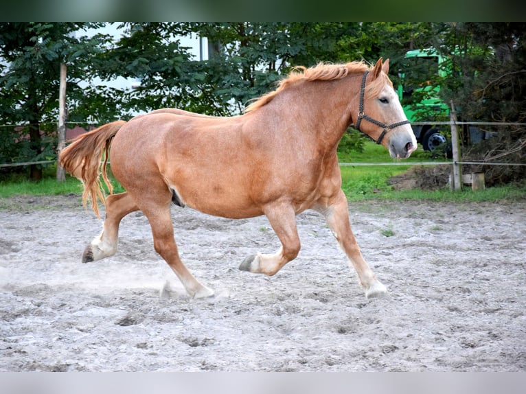 Sangre fría polaco Caballo castrado 7 años 166 cm Alazán in TUCZĘPY