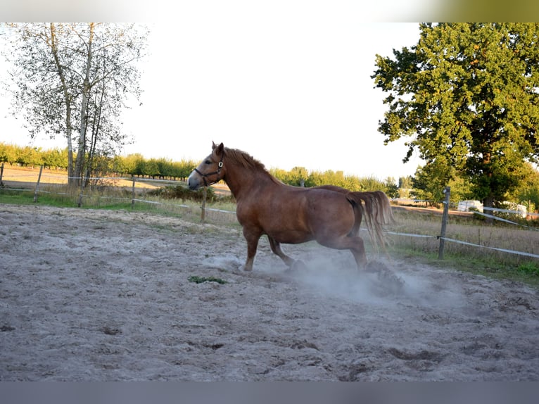 Sangre fría polaco Caballo castrado 7 años 166 cm Alazán in TUCZĘPY