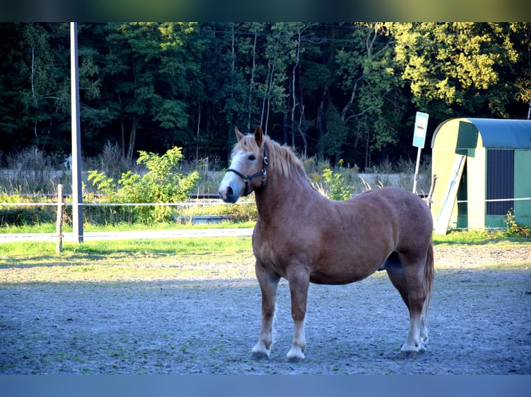 Sangre fría polaco Caballo castrado 7 años 166 cm Alazán in TUCZĘPY