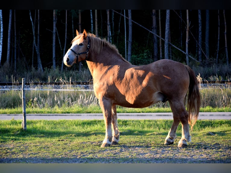 Sangre fría polaco Caballo castrado 7 años 166 cm Alazán in TUCZĘPY
