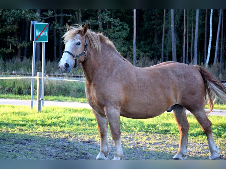 Sangre fría polaco Caballo castrado 7 años 166 cm Alazán in TUCZĘPY
