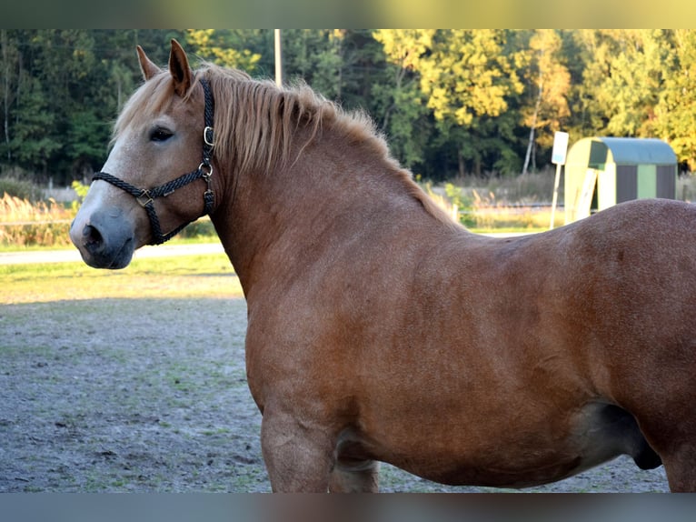Sangre fría polaco Caballo castrado 7 años 166 cm Alazán in TUCZĘPY