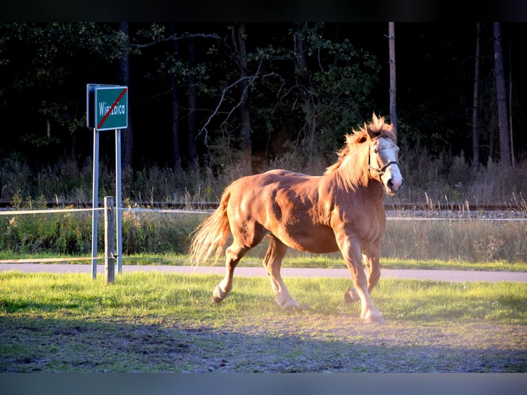Sangre fría polaco Caballo castrado 7 años 166 cm Alazán in TUCZĘPY