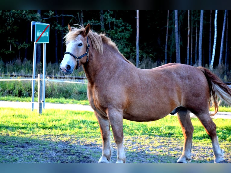 Sangre fría polaco Caballo castrado 7 años 166 cm Alazán in TUCZĘPY